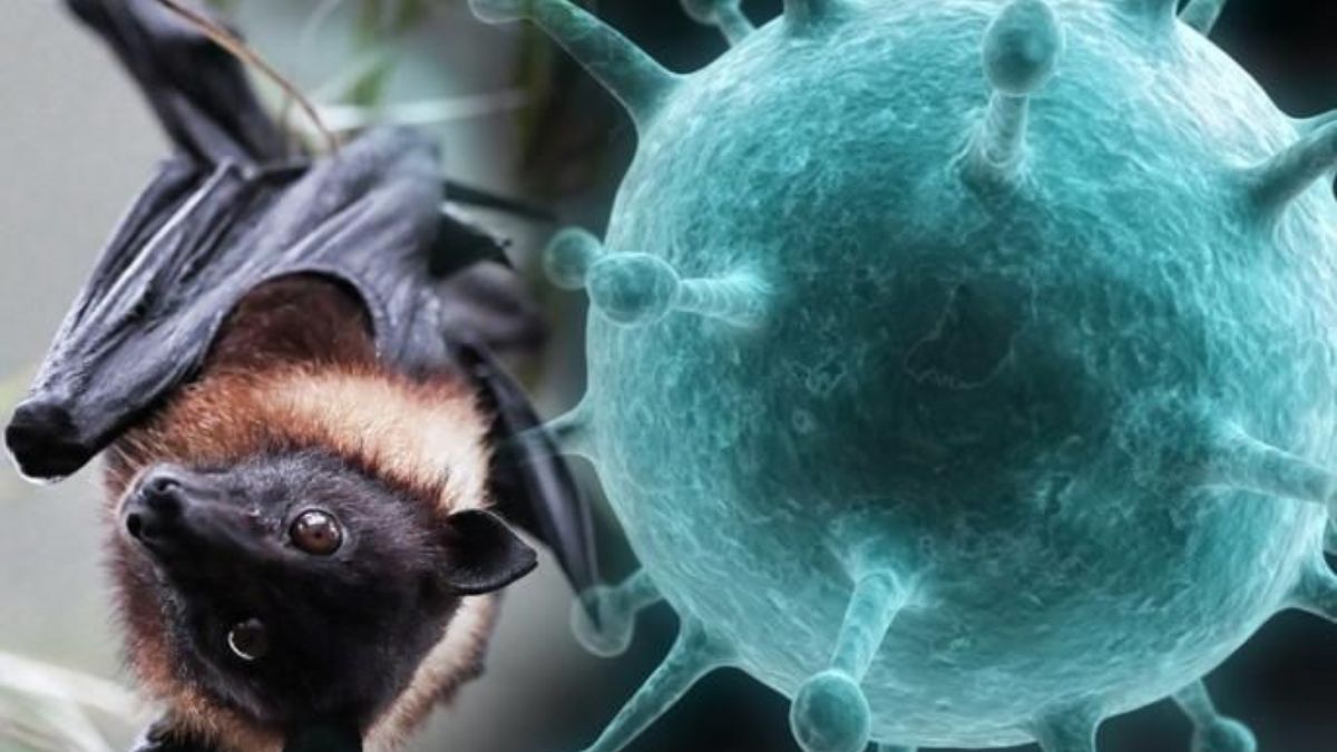 Nipah virus: West Bengal 2 nurses infected with Nipah virus!